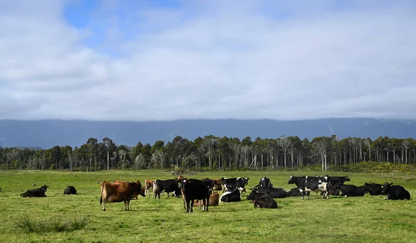 Dairy Cow Herd Karamea West Coast New Zealand Native Forest — Stock Photo, Image