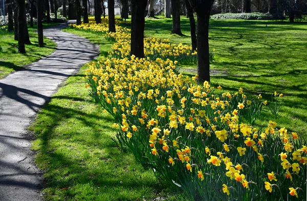 Springtime Christchurch New Zealand Daffodils Full Bloom Flay Park Winding — Stock Photo, Image