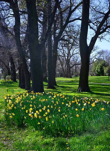 Springtime Christchurch New Zealand Daffodils Full Bloom Flay Park Oak — Stock Photo, Image