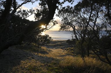 Palmers Sahili 'ndeki Pohutukawa Ağaçları' ndan şafak vakti Büyük Bariyer Adası, Waitemata Limanı, Yeni Zelanda