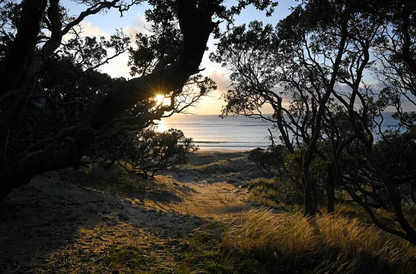 Dawn Pohutukawa Trees Palmers Beach Great Barrier Island Waitemata Harbour — Stock Photo, Image