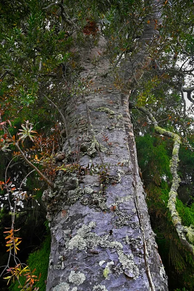 Closeup Trunk 800 Year Old Ancient Kauri Tree Great Barrier — Stock Photo, Image
