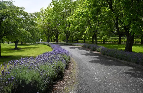 Schöne Frühlingsgärten Eines Marlborough Weinbergs Hotels Und Restaurants Wairau Tal — Stockfoto