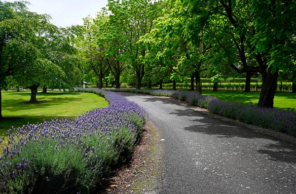 新西兰怀柔山谷的万宝路葡萄园 宾馆和餐馆的美丽的春天花园 图库图片