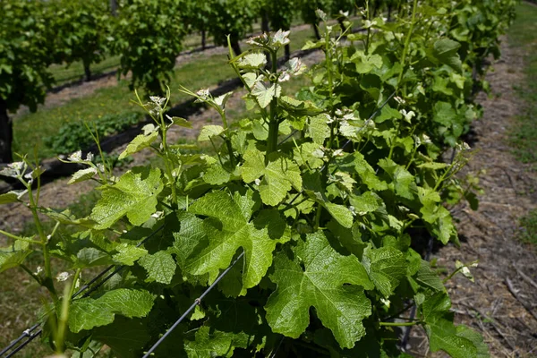 Vista Perto Reisling Grape Vines Vale Wairau Primavera Marlborough Nova Imagem De Stock