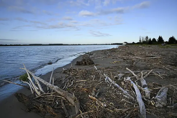 春天黎明时分 在新西兰坎特伯雷Waimakariri河岸上的废弃木材 免版税图库照片