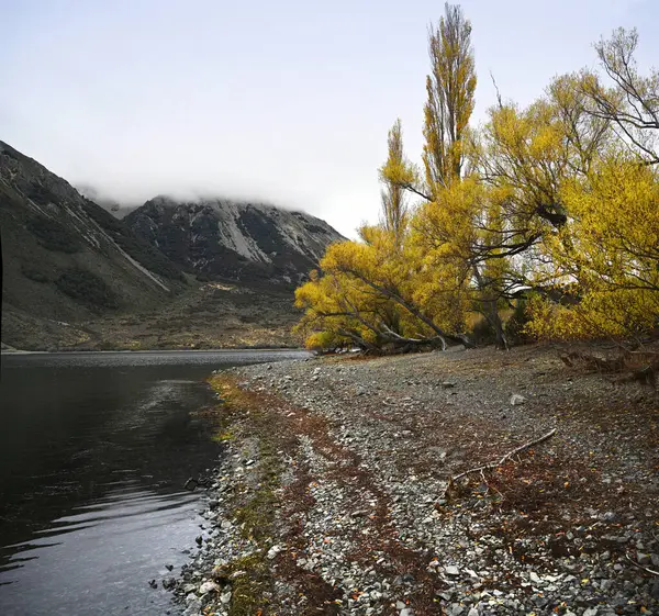 秋天新西兰坎特伯雷皮尔逊湖畔的海岸线 长满了五彩缤纷的柳树 图库照片