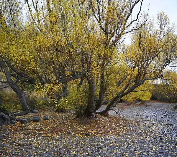 新西兰坎特伯雷皮尔逊湖畔五彩缤纷的秋天柳树 图库图片