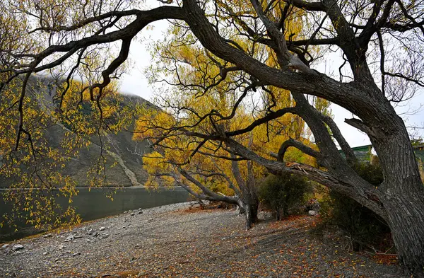 Pearson Gölü Kıyısında Sonbahar Renklerinde Bir Sıra Willow Trees Canterbury Telifsiz Stok Imajlar