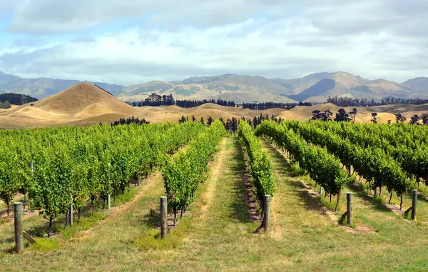 stock image Marlborough Vineyard in mid-Summer, New Zealand. Sauvignon Blanc grape vines in the foreground.