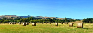 Round Hay Bales on a farm at Tai Tapu Canterbury New Zealand in Autumn with copy space clipart