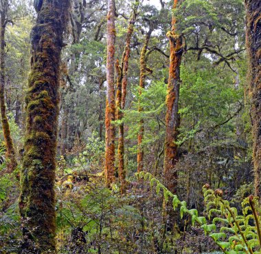 Oparara Havza Ormanı 'nda kayın ağaçları ve eğreltiotları, Batı Sahili, Yeni Zelanda