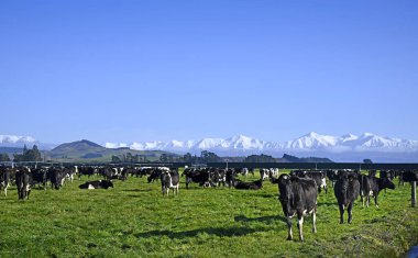 Dairy Farming with Black & White Cows at Sheffield & Snow on the Southern Alps, Canterbury, New Zealand clipart