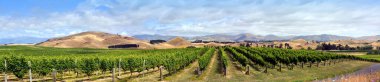 Marlborough Sauvignon Blanc Vines, Vadisi ve yaz ortalarında tepelerde süper geniş panorama.