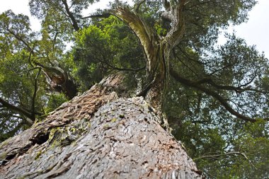 Bin yıllık Mills Totara Ağacı, Geraldine, Yeni Zelanda.
