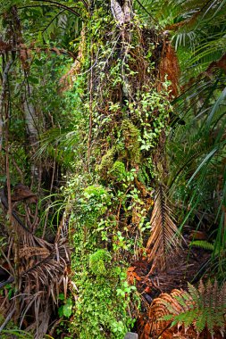 Nikau Palm kütüğünde epifitler büyüyor, Heaphy Track 'in başlangıcında, Karamea, Yeni Zelanda