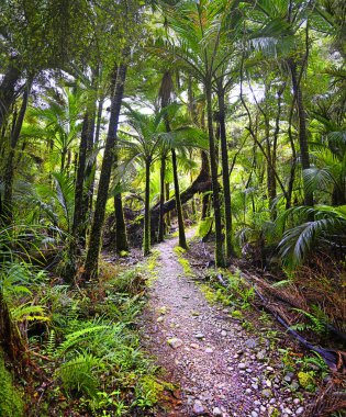 Nikau Palmiye ağacı ve eğreltiotu ormanı Heaphy Pisti, Batı Yakası, Yeni Zelanda