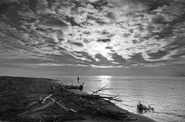 Christchurch, New Zealand - November 30, 2023; The Mouth of the Waimakariri River at Dawn with a lone fishrman, Christchurch, New Zealand clipart