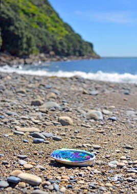 Paua (Abalone) shell washed up on the Kapiti Island Beach. clipart