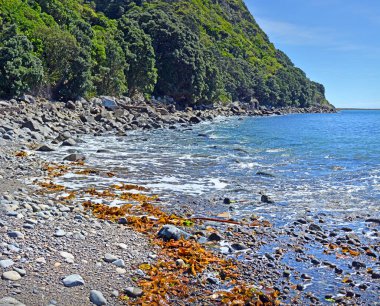 Kayalık sahil Kapiti Island kuş Sanctuary, Yeni Zelanda. Foeground tertemiz suları vardır ve taze deniz yosunu, kabukları ve taşlar terk etti.