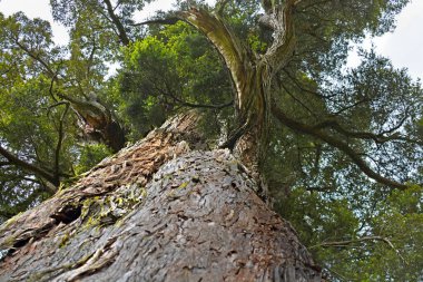 Dev Mills Totara Ağacı, Yeni Zelanda, Geraldine 'de bin yaşın üzerinde.