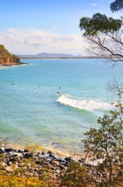 Noosa, Avustralya - Temmuz 05, 2009: Okaliptüs ağaçları, Queensland Avustralya 'daki Noosa Ulusal Parkı' ndaki tanınmış bir sörf plajının portre görüntüsünü oluşturdu..
