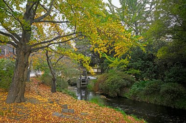 Avon Nehri ve Sonbahar Yaprakları Oxford Terası boyunca Orta Christchurch, Yeni Zelanda 'da