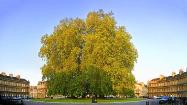 Bath, Birleşik Krallık; The Opulent Circus Houses & Magnificent Tree of Bath, İngiltere şafak vakti.