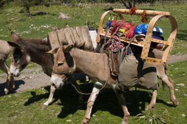 Çayırların ortasında, bir eşek el yapımı bir bebek beşiği ile donatılmıştır, renkli tekstil yüklü bir başka beşiğin yanında dolaşır, güneşin yumuşak sıcaklığı altında.