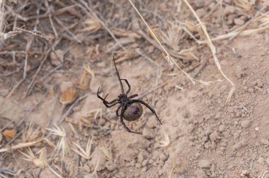 In the stark desert, a Black Widow spider, Latrodectus tredecimguttatus, known locally as Karakurt, presents stark red markings on its black body, signaling danger to passersby. clipart