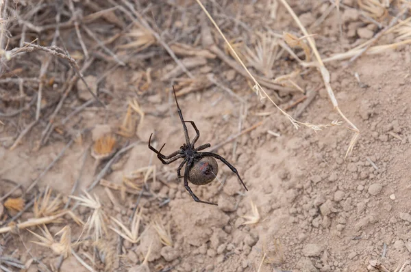 In the stark desert, a Black Widow spider, Latrodectus tredecimguttatus, known locally as Karakurt, presents stark red markings on its black body, signaling danger to passersby.