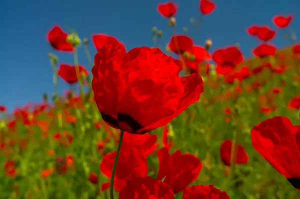 A sea of red poppies flourishes under the azure sky, petals fluttering in the breeze, vivid and lush amidst the greenery, a testament to the vibrant life of springtime.