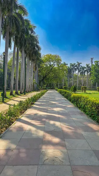 stock image Concrete pathway in Lodhi Garden Park, New Delhi, India. Flanked by lush greenery. Tall palm trees. Under clear blue sky, sunny day. Shadows, birds flying overhead.