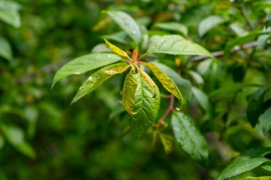 Yeşil yaprakların yakın plan, sarı uçlu, doğal ışık altında, bulanık yapraklı arka plan. Doğa ve büyüme kavramı