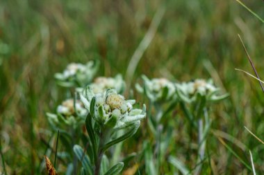 Alpine Edelweiss flowers on blurred background. Tourism, hiking destination. Meadow, high-altitude plant life, travel interest point. Mountain flora, trekking, eco-tourism. clipart