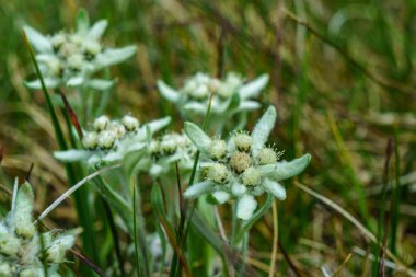 Bulanık arka planda Alpine Edelweiss çiçekleri. Turizm, yürüyüş yeri. Dağ bitkileri, yürüyüş, eko-turizm. Çayır, yüksek irtifa bitki yaşamı, seyahat faiz oranları.