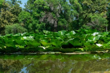 Geniş su zambakları, Nymphaea alba yaprakları göleti kaplar, durgun sulara bakan beyaz çiçekler, ormanlarla çevrili, huzuru, büyümeyi ve el değmemiş doğayı çağrıştıran durgun suları yansıtır..
