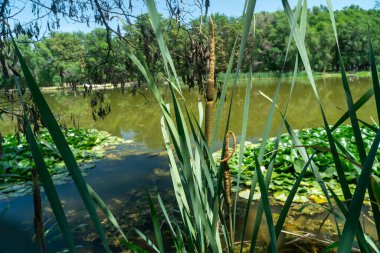 Yoğun su bitkileri ve canlı saç örgüleri ön planda hakimiyet kurar. Nilüfer yapraklı sakin gölet, yeşil orman arka planı, parlak güneş ışığı, barışçıl sulak yaşam alanı manzarası, Nymphaea alba..