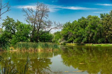 Huzurlu bir gölet, canlı bir yeşillik, uzun otlar, dağınık bulutlar ve sessiz bir parkta yaşayan ve çıplak ağaçların karışımından oluşan doğal manzara..