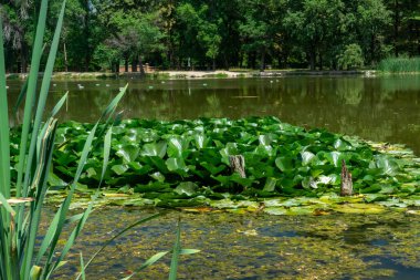 Nilüferler, nilüferler ve sazlıklar ile dolu gölet, ağaçları yansıtıyor, ama yüzen plastik şişelerle gölgeleniyor, çevresel kirliliği ve acil ekolojik koruma ihtiyacını vurguluyor..
