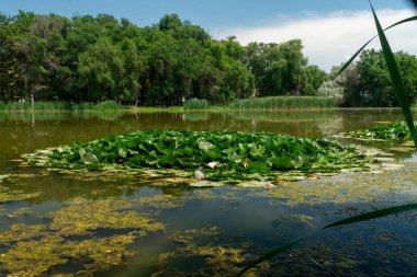 Su yüzeyinde sürüklenen plastik şişeler, nilüferler, Nymphaea albası ve algler tarafından engellenen huzurlu bir gölet sahnesi. Çevresel kirlilik ve ekosistem karışıklığı gibi acil bir sorun.