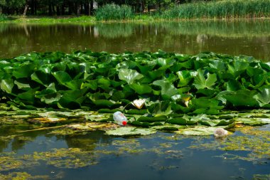 Nilüferler, nilüferler, nilüferler ve kamışlarla dolu sessiz bir gölet yüzen plastik şişelerle bozulur. İnsan kirliliği ve su ekosistemleri ve biyolojik çeşitlilik dengesine yönelik çevresel tehditler.