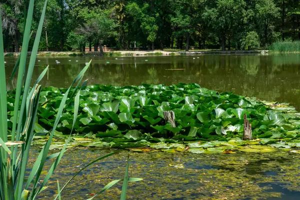 Nilüferler, nilüferler ve sazlıklar ile dolu gölet, ağaçları yansıtıyor, ama yüzen plastik şişelerle gölgeleniyor, çevresel kirliliği ve acil ekolojik koruma ihtiyacını vurguluyor..
