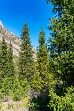 Ala-Archa Parkı, yoğun kozalaklı ağaçlar, engebeli yamaçlar. Vahşi doğa, doğal arazi, açık hava macerası, yürüyüş ortamı, dağlık alan keşfi, manzaralı yürüyüş, huzurlu taşra manzarası..
