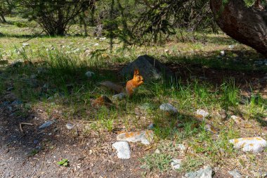 Ala-Archa Parkı, Kızıl sincap orman zemininde taşlarla ve ağaç gölgeleriyle çevrili, dağlık arazide yürüyüş, yürüyüş ve açık hava keşifleri sırasında vahşi yaşamla karşılaşmayı temsil ediyor..
