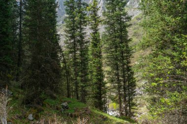 Ala-Archa Park, dağlık alandaki yoğun kozalaklı orman, köknar ağaçları, kayalık zemin, yeşil çalılıklar, sakin vahşi doğa, yürüyüş, dağcılık, açık hava macerası, keşif için ideal..