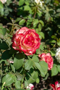 Tek bir kırmızı ve beyaz gül, güneş ışığıyla vurgulanıyor, yeşil yapraklar ve arka planda bulanık çiçekler, güzelliği, büyümeyi ve doğanın canlılığını simgeliyor..