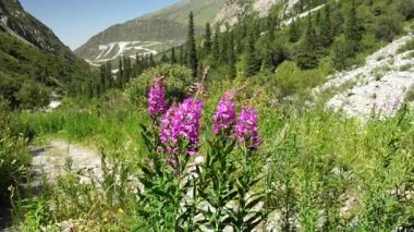 Pembe çiçekli yosun bitkileri rüzgârda hareket eder, dağlık bir zemin üzerine kurulur, her zaman yeşil ağaçlar, kayalık arazi ve yemyeşil bitki örtüsü, doğal güzellik ve ekolojik çeşitliliği ön plana çıkarır.