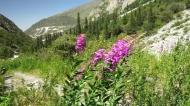 Yosun çiçekleri rüzgarda hareket eder, yeşil yapraklar ve kozalaklı ağaçlarla kaplı dağlık bir arazide doğal yaşam alanlarında ekolojik ve tıbbi öneme sahip bitkileri vurgular.