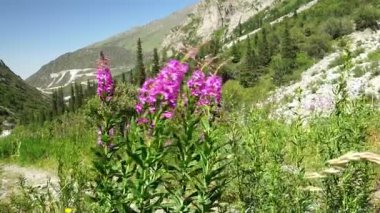 Canlı ateş yosunu çiçekleri, yeşil bitki örtüsü, yüksek kozalaklı ve kıvrımlı bir yol, dayanıklılık ve ekolojik çeşitliliği vurgulayan dağlık bir arazide rüzgarda hareket eder.